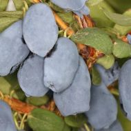 Саджанець Жимолость їстівна Бореал Біст (Канадська) в контейнері